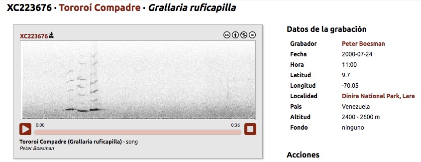 Canto del Hormiguero Compadre
Chestnut-crowned Antpitta, Grallaria ruficapilla
