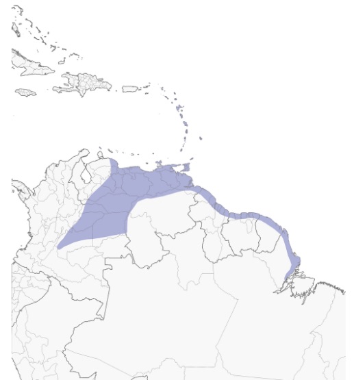 Distribución del Tordito, Carib Grackle. Quiscalus lugubris
