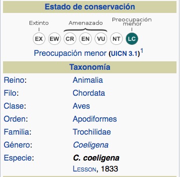 Colibrí Inca Bronceado, Bronzy Inca, Coeligena coeligena