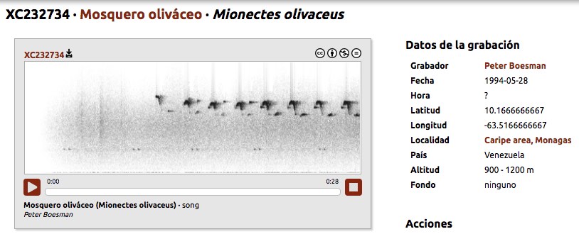 Bobito Rayado, Olive-striped Flycatcher, Mionectes olivaceus