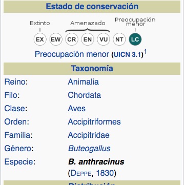 Gavilán Cangrejero, Common Black-Hawk, Buteogallus anthracinus