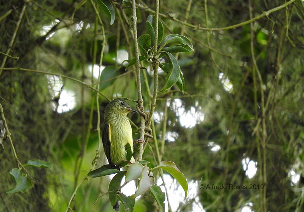 Bobito Rayado, Olive-striped Flycatcher, Mionectes olivaceus