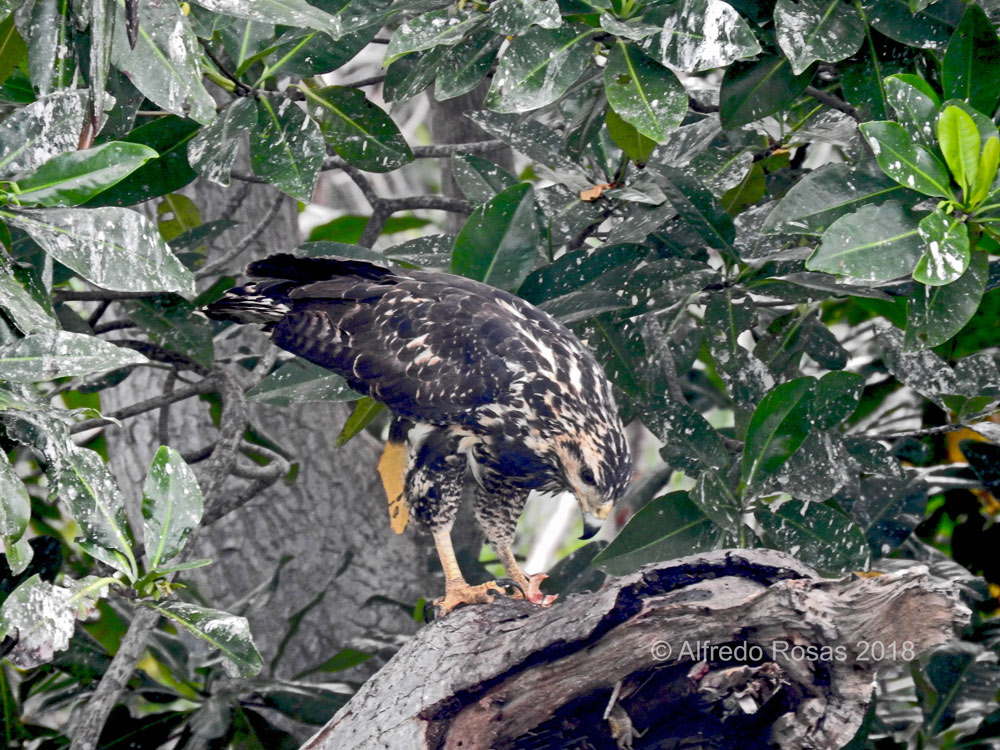 Gavilán Cangrejero, Common Black-Hawk, Buteogallus anthracinus