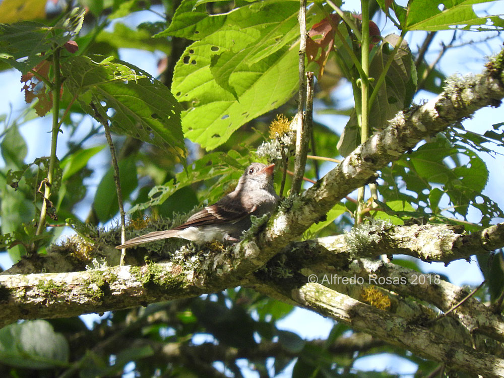 Pibí Ahumado, Smoke-colored Pewee, Contopus fumigatus