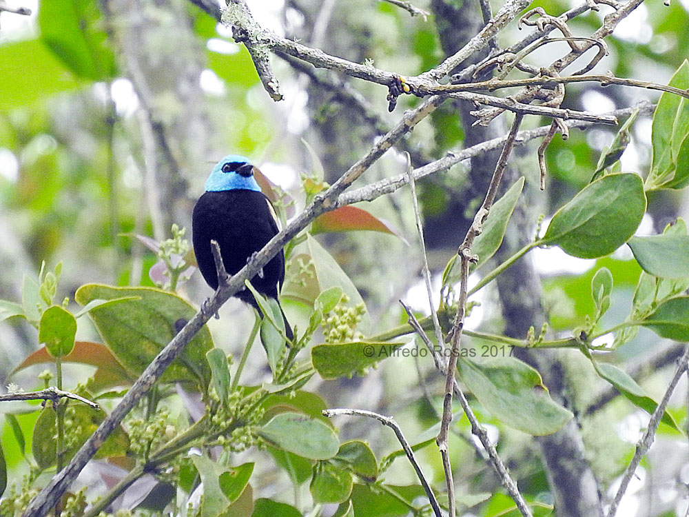 Tangara Rey, Blue-necked Tanager, Tangara cyanicollis