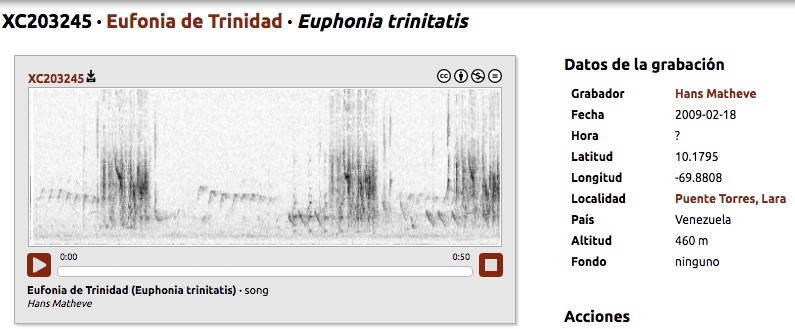 Curruñatá Saucito, Trinidad euphonia, Euphonia trinitatis, canto