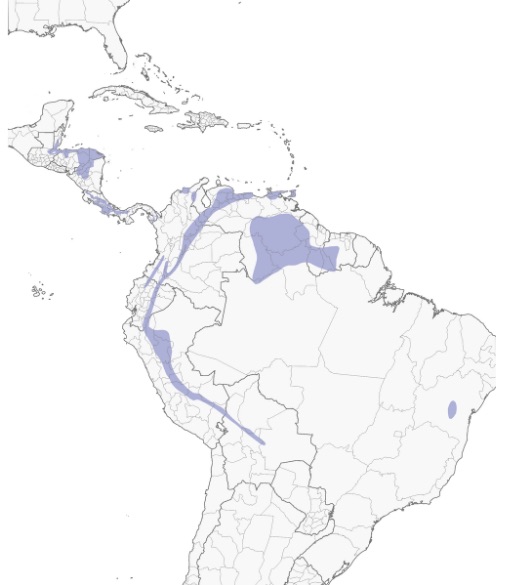 Colibrí Orejivioleta Marrón, Brown Violetear, Colibri delphinae