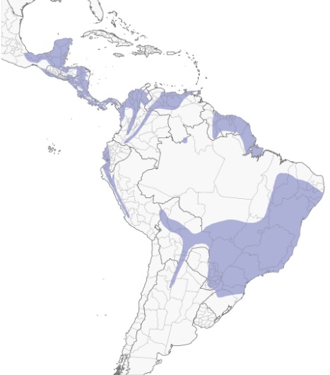 Pibí Cenizo, Tropical Pewee, Contopus cinereus