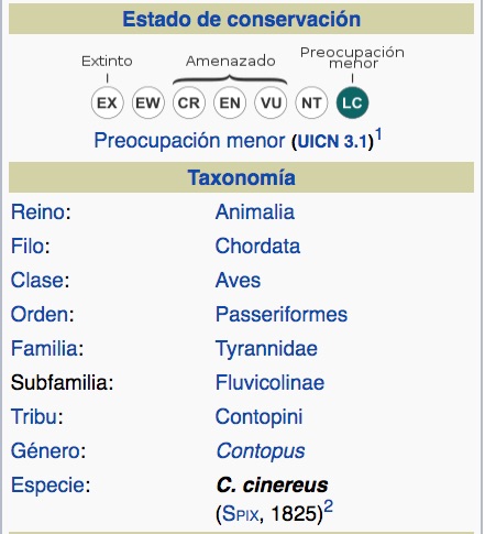 Pibí Cenizo, Tropical Pewee, Contopus cinereus, taxonomia