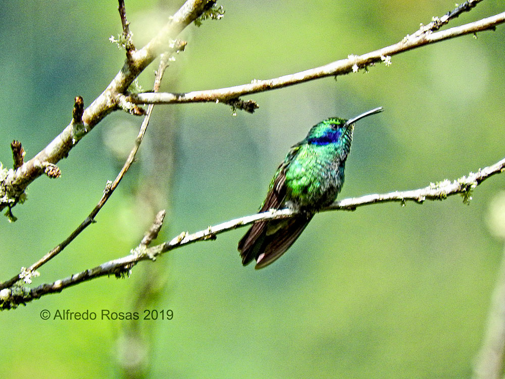 Colibrí Orejivioleta Verde, Green Violetear, Colibri Thalassinus
