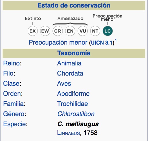 Esmeralda Coliazul, Blue–tailed Emerald, Chlorostilbon mellisugus