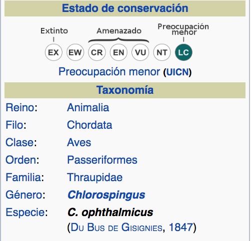 Tangara Líder, Common Bush-Tanager, Chlorospingus flavopectus. TAXOPNOMÍA.
