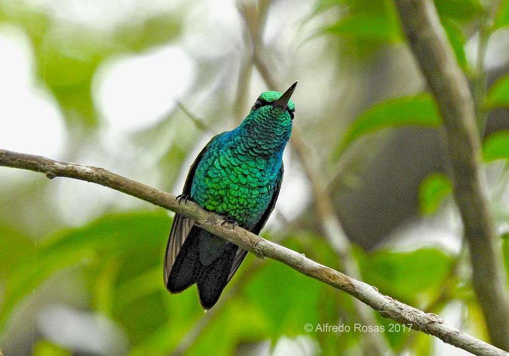 Esmeralda Coliazul, Blue–tailed Emerald, Chlorostilbon mellisugus
