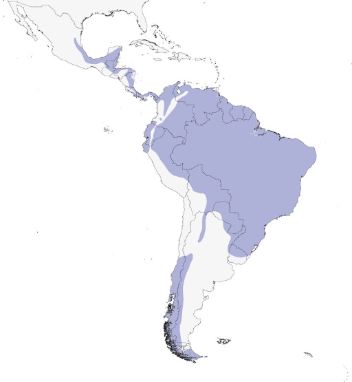 Gavilán Pantalón, Bicoloured Hawk, Accipiter bicolor. DISTRIBUCIÓN