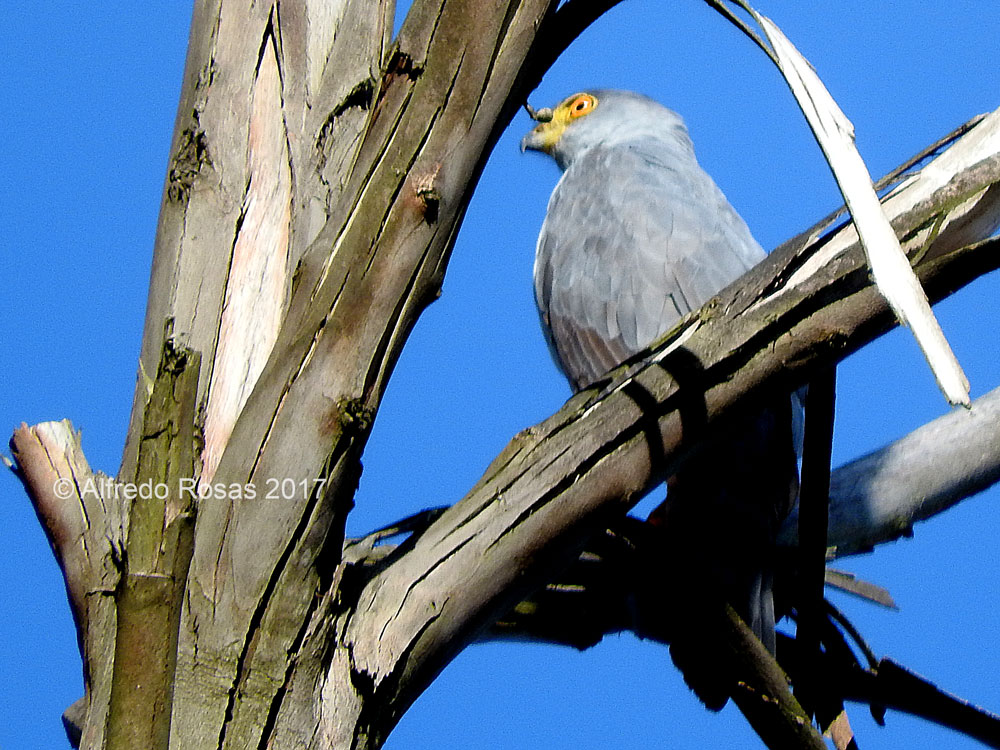 Gavilán Pantalón, Bicoloured Hawk, Accipiter bicolor